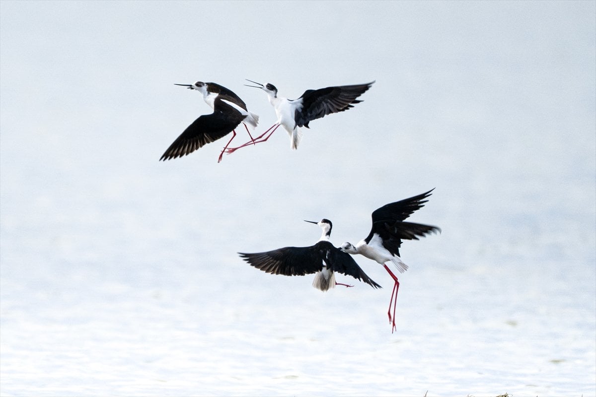 Göçmen kuşların uğrak noktası Mogan Gölü’nde bahar hareketliliği