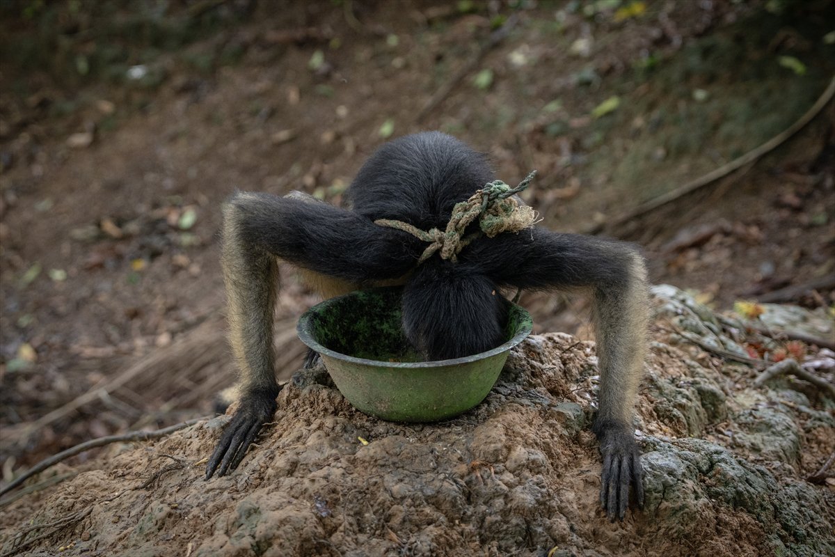 Amazon Ormanları'nın koruyucu kabilesi Waoranilerin hayat mücadelesi
