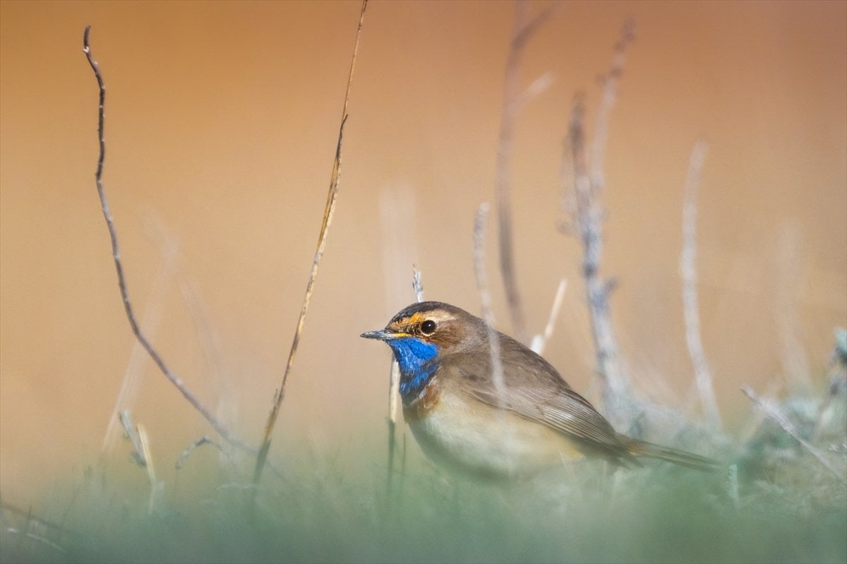 Göçmen kuşların uğrak noktası Mogan Gölü’nde bahar hareketliliği