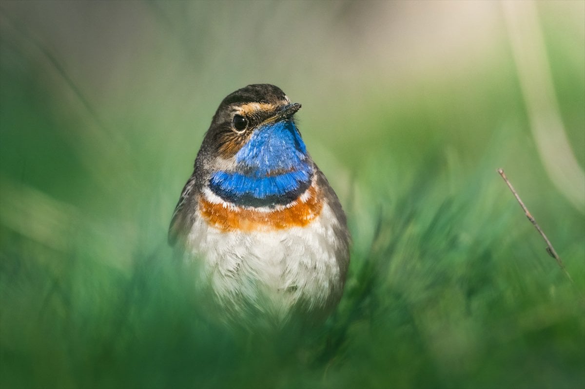Göçmen kuşların uğrak noktası Mogan Gölü’nde bahar hareketliliği