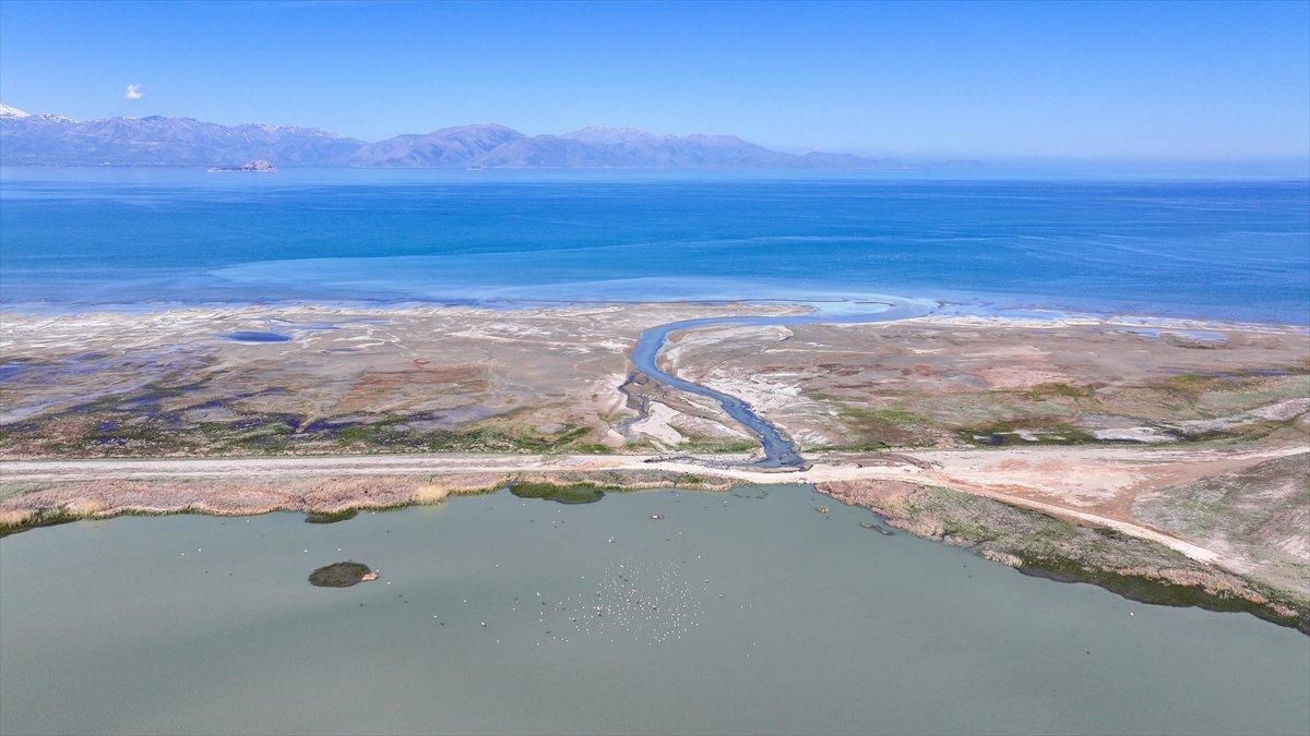 Van'daki kuş cenneti tekrar canlandı