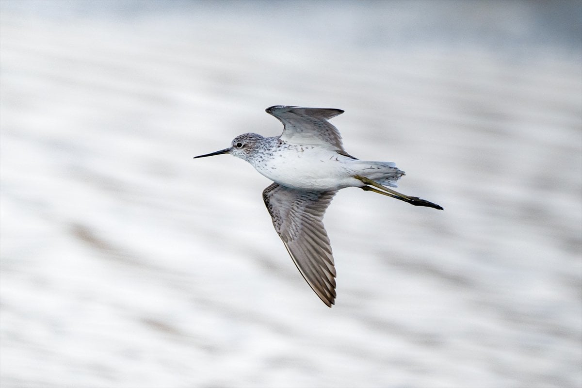 Göçmen kuşların uğrak noktası Mogan Gölü’nde bahar hareketliliği