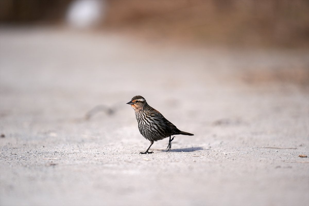 Toronto'daki Humber Bay Parkı'nın kuşları