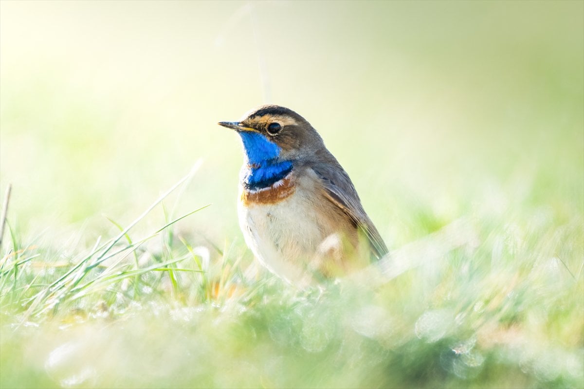 Göçmen kuşların uğrak noktası Mogan Gölü’nde bahar hareketliliği