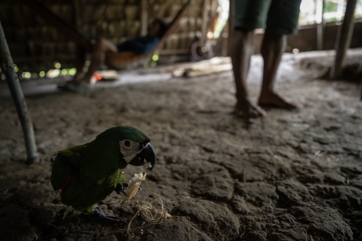 Amazon Ormanları'nın koruyucu kabilesi Waoranilerin hayat mücadelesi