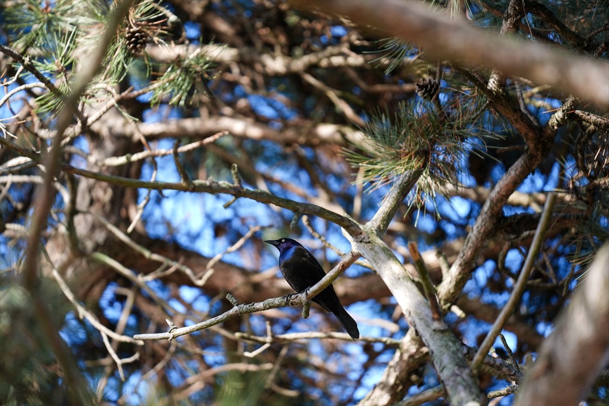 Toronto'daki Humber Bay Parkı'nın kuşları