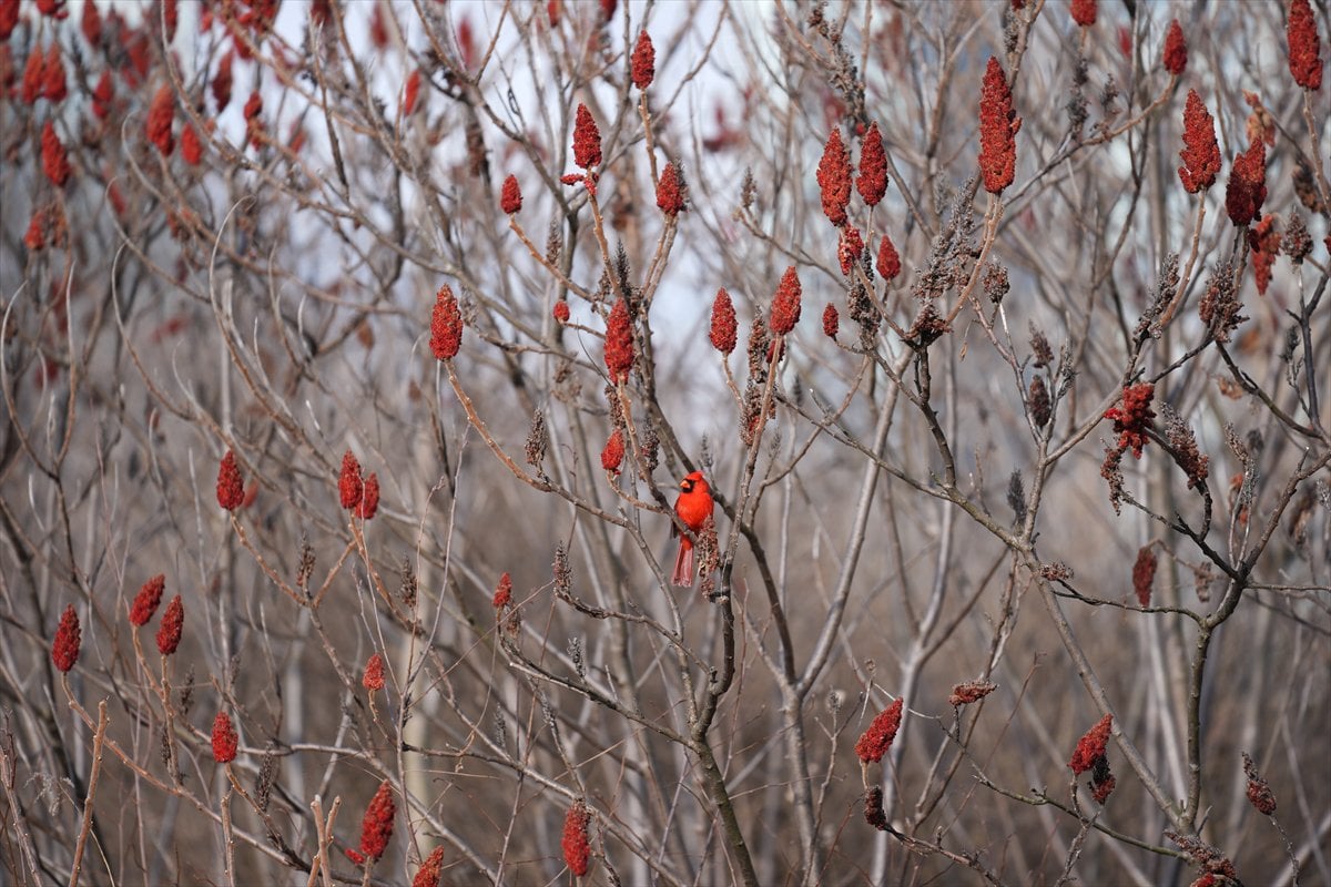 Toronto'daki Humber Bay Parkı'nın kuşları