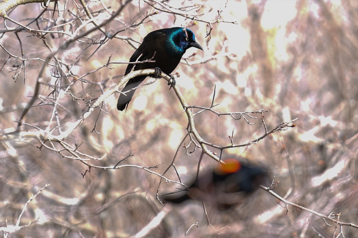 Toronto'daki Humber Bay Parkı'nın kuşları