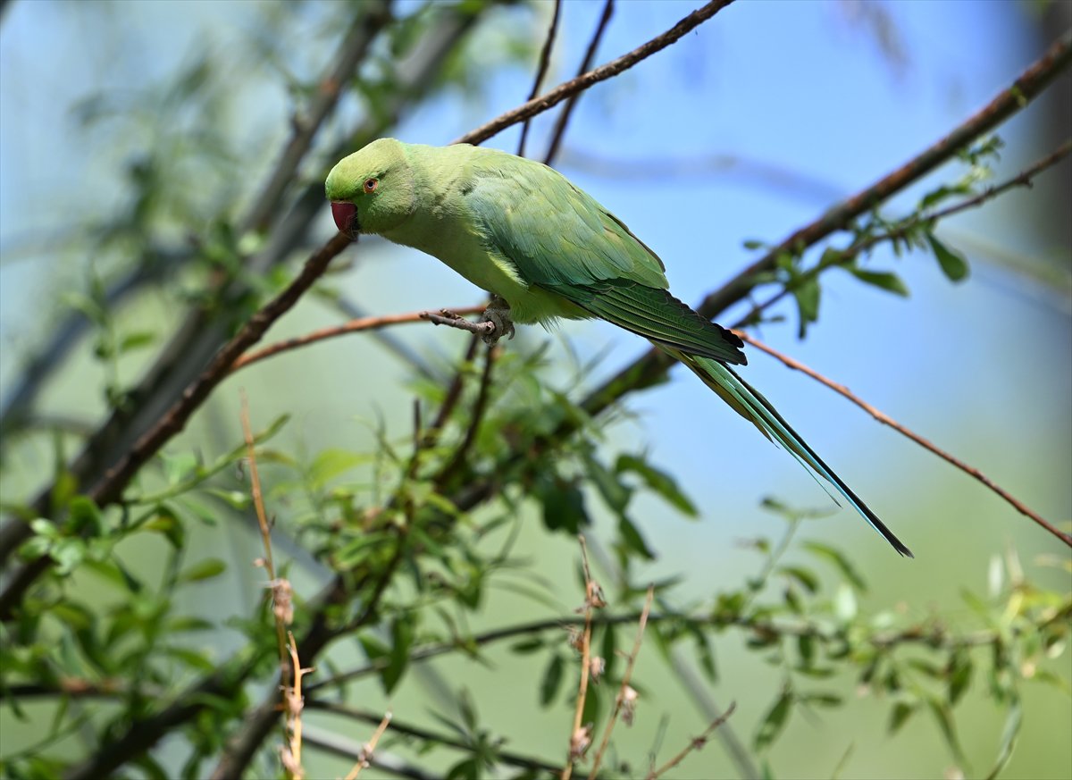 Ankara semalarının egzotik konukları yeşil papağanlar