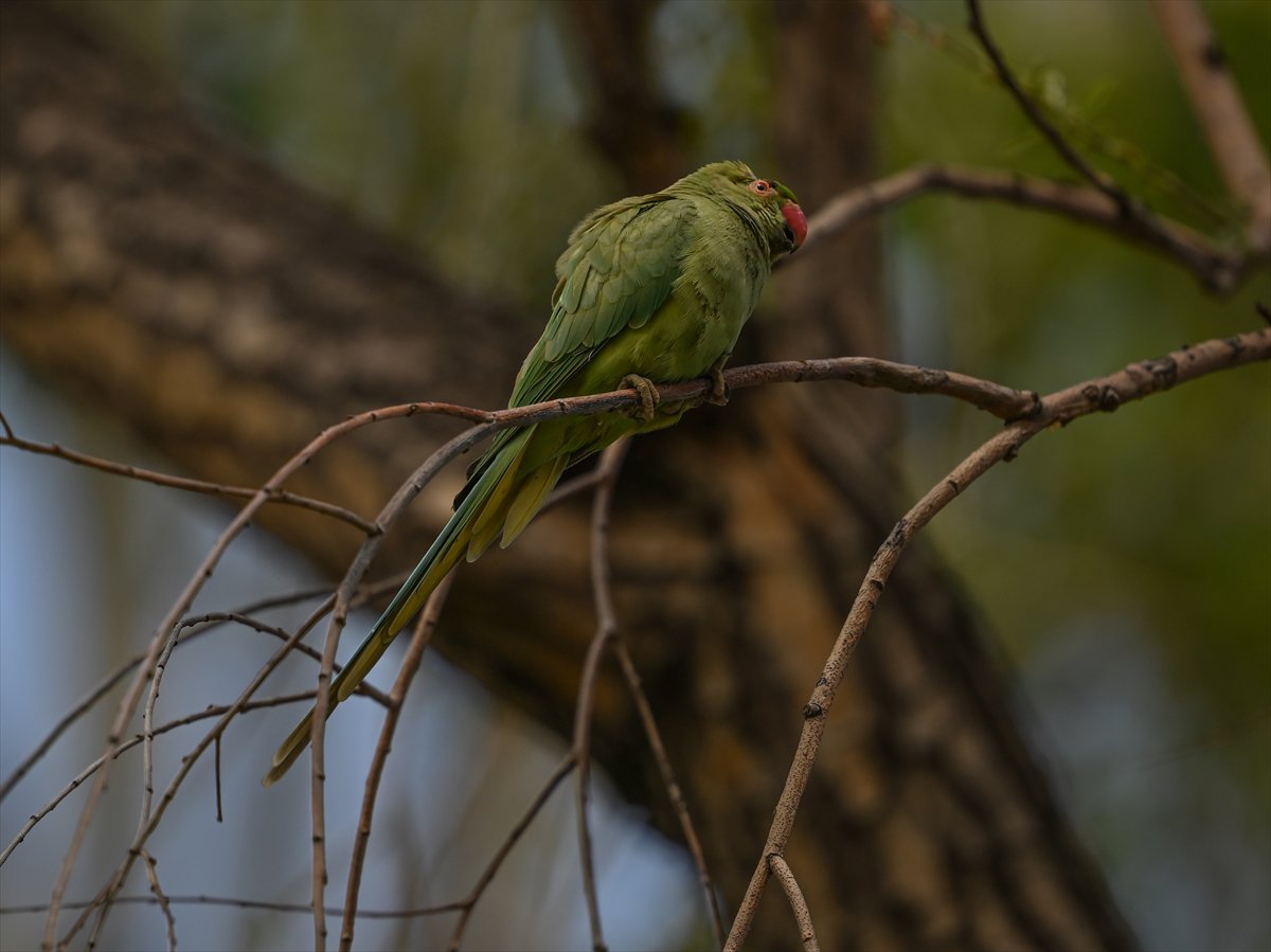 Ankara semalarının egzotik konukları yeşil papağanlar