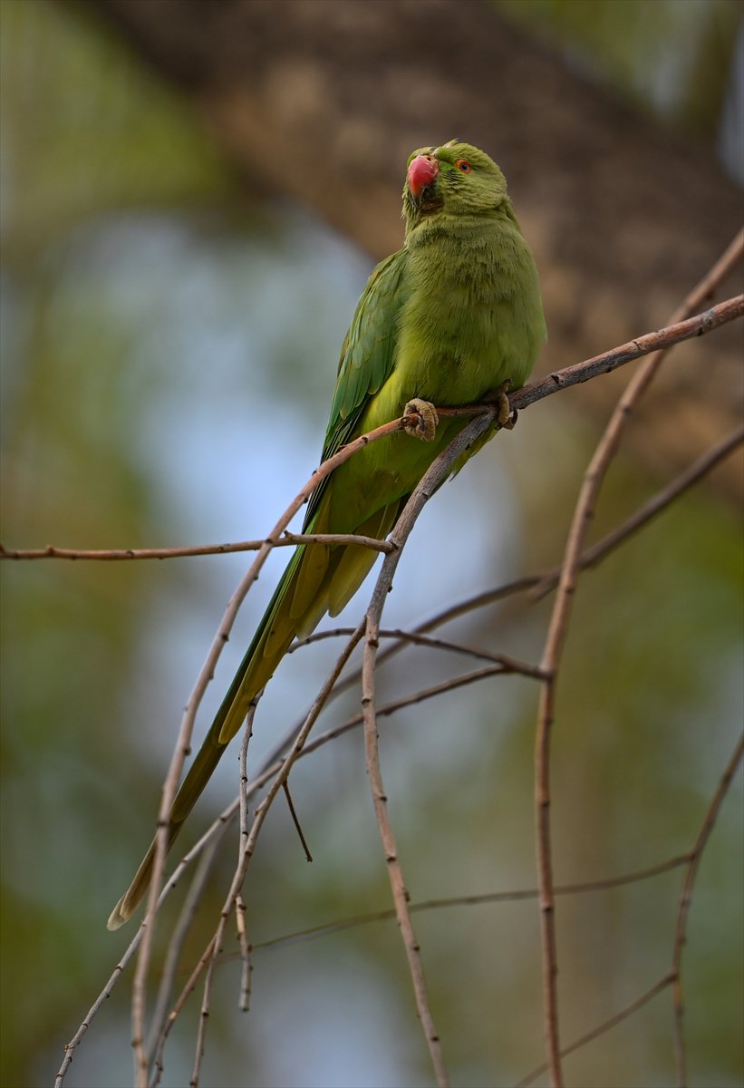 Ankara semalarının egzotik konukları yeşil papağanlar