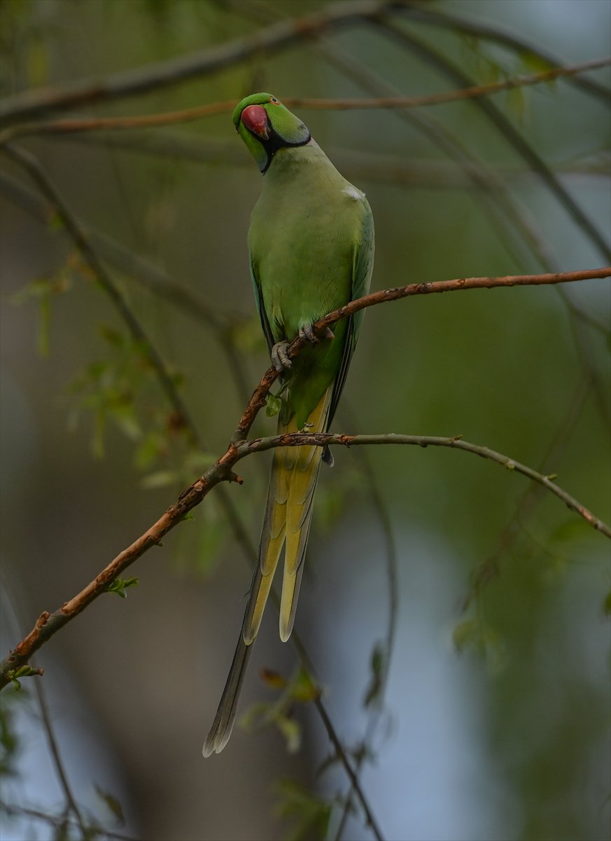 Ankara semalarının egzotik konukları yeşil papağanlar