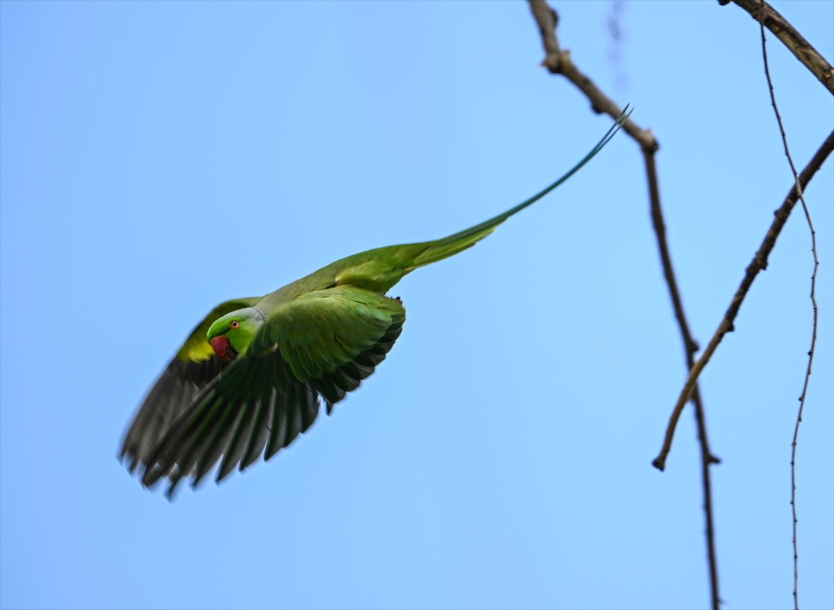 Ankara semalarının egzotik konukları yeşil papağanlar