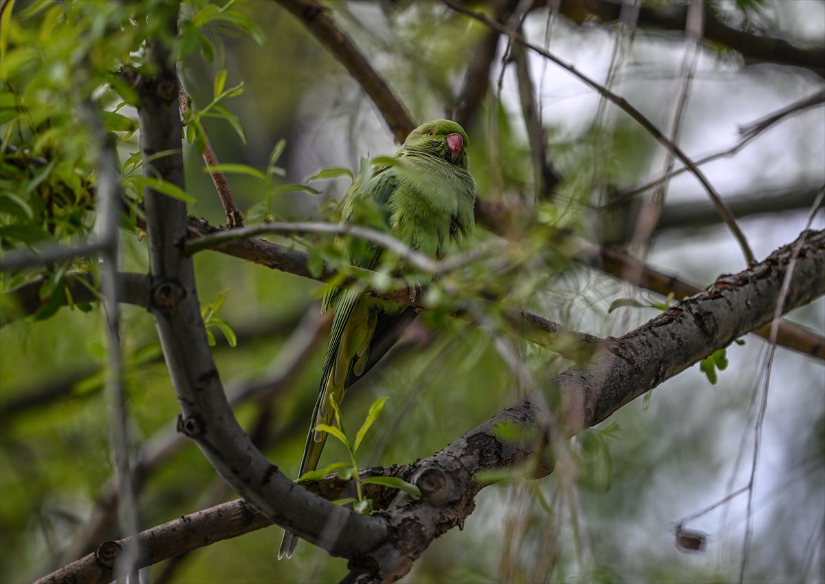 Ankara semalarının egzotik konukları yeşil papağanlar