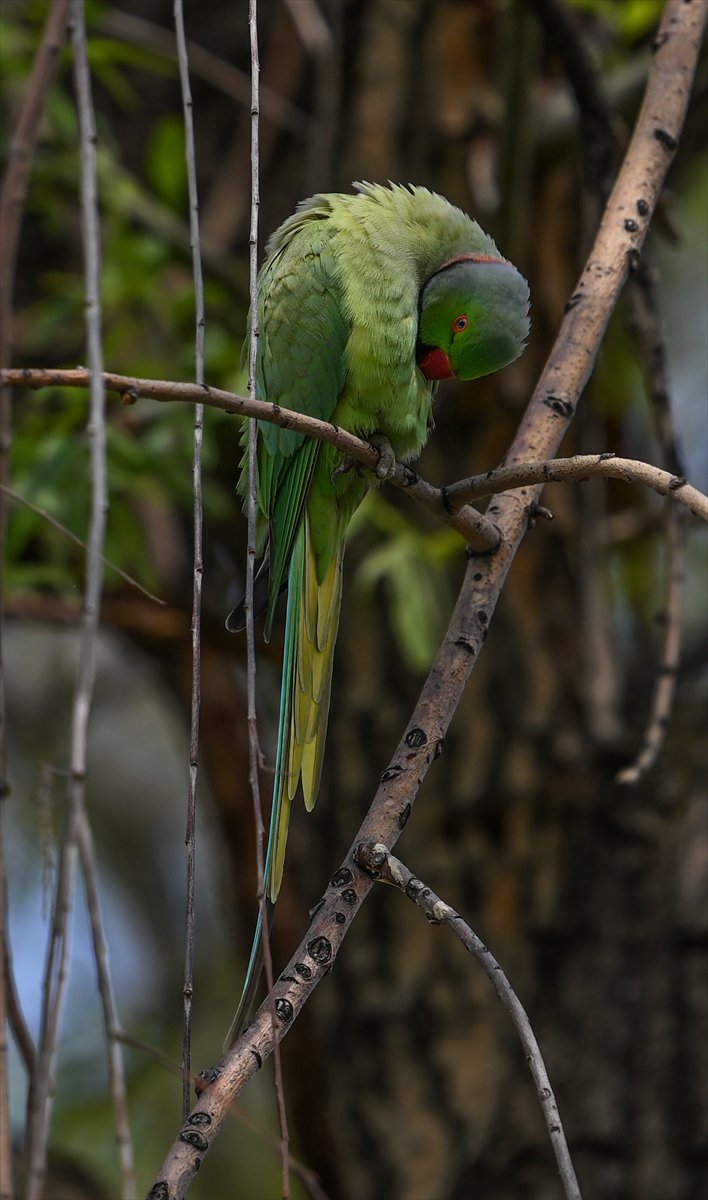 Ankara semalarının egzotik konukları yeşil papağanlar