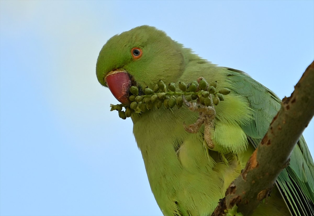 Ankara semalarının egzotik konukları yeşil papağanlar