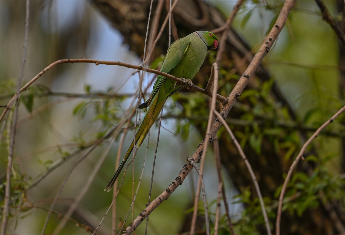 Ankara semalarının egzotik konukları yeşil papağanlar