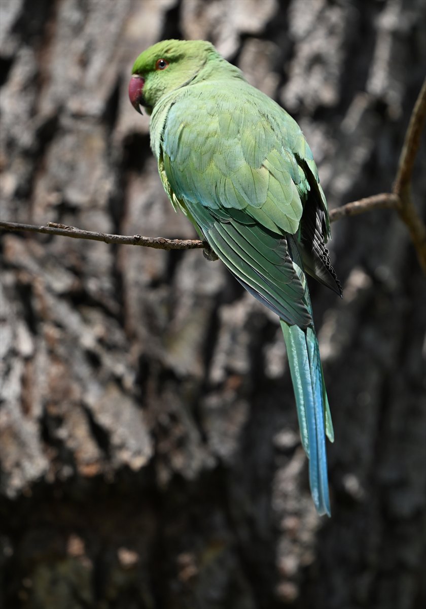 Ankara semalarının egzotik konukları yeşil papağanlar
