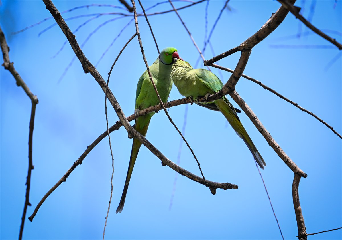 Ankara semalarının egzotik konukları yeşil papağanlar