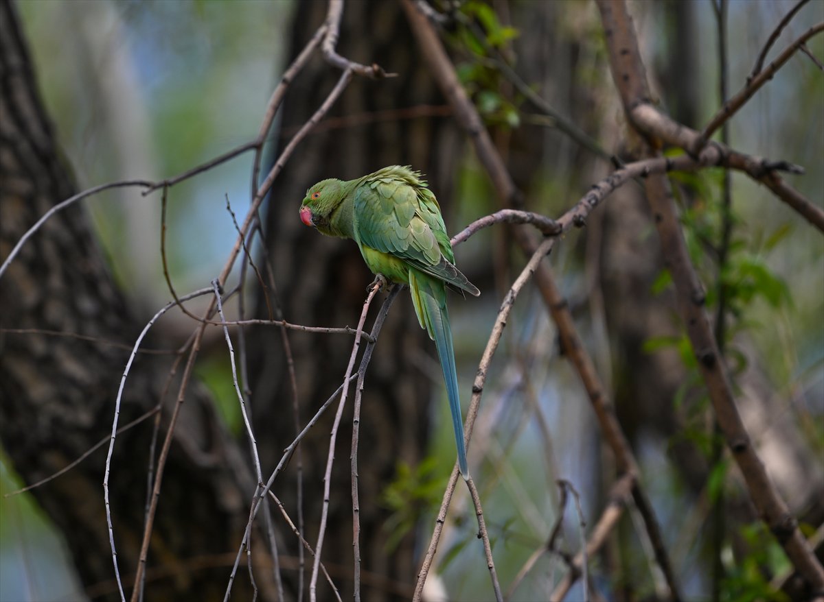 Ankara semalarının egzotik konukları yeşil papağanlar