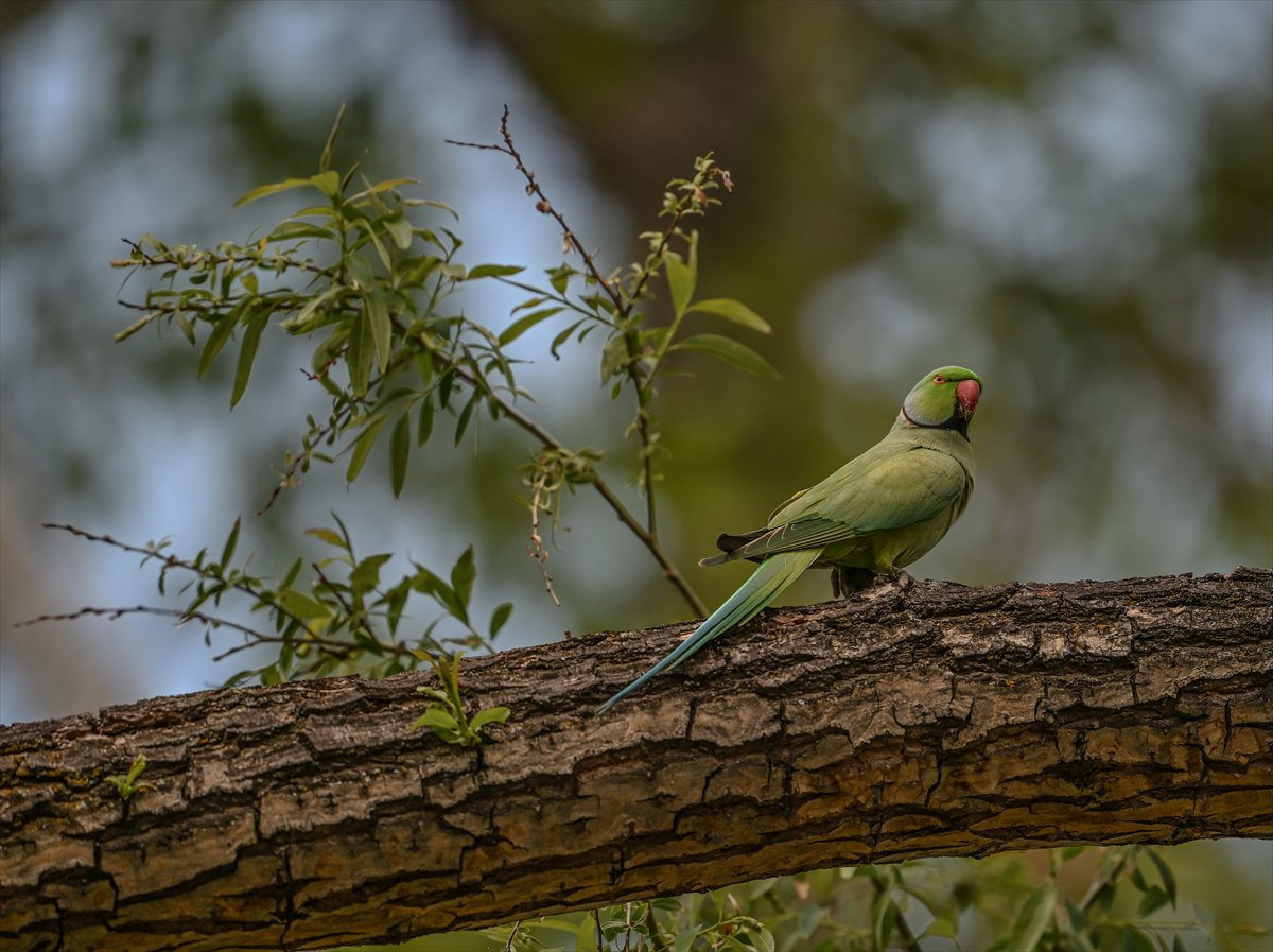 Ankara semalarının egzotik konukları yeşil papağanlar