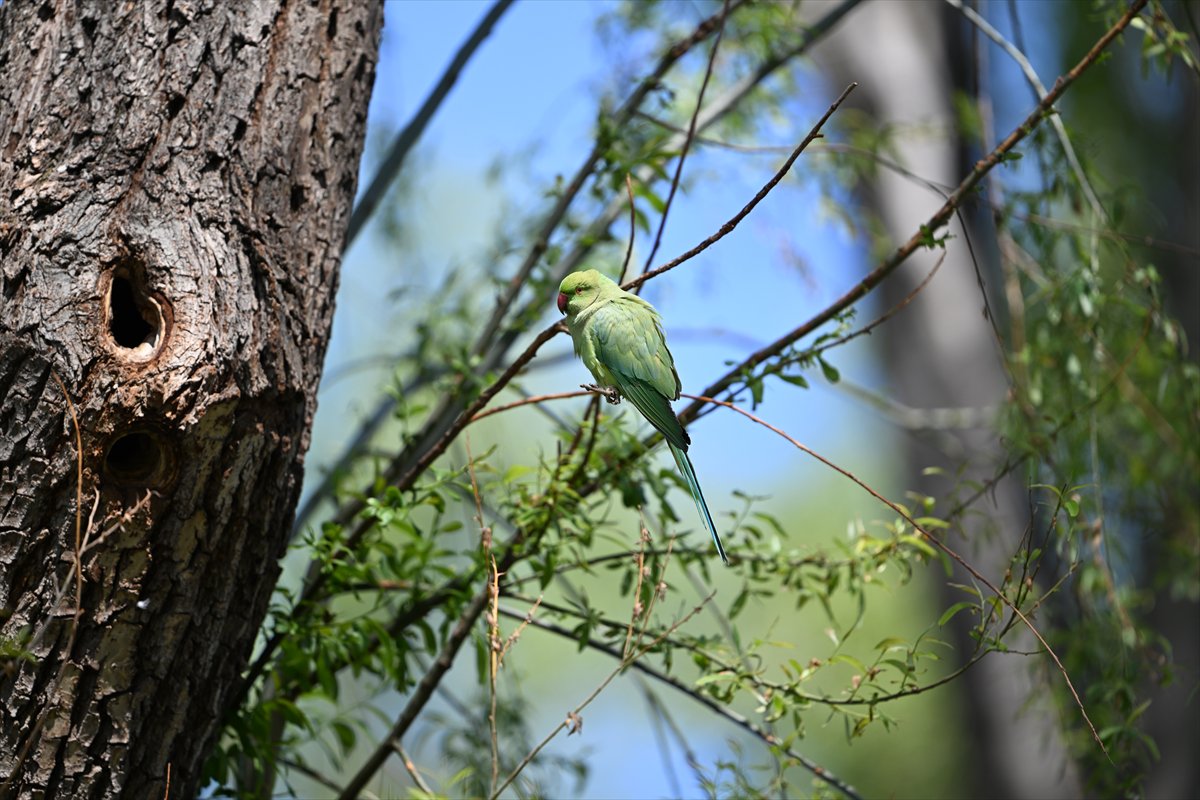 Ankara semalarının egzotik konukları yeşil papağanlar