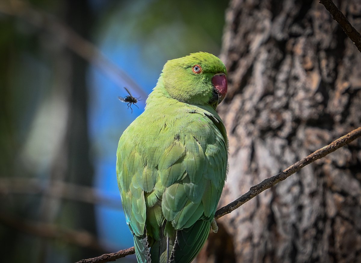 Ankara semalarının egzotik konukları yeşil papağanlar