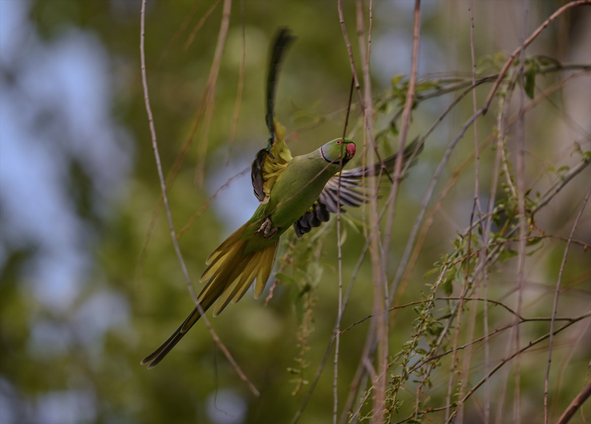 Ankara semalarının egzotik konukları yeşil papağanlar