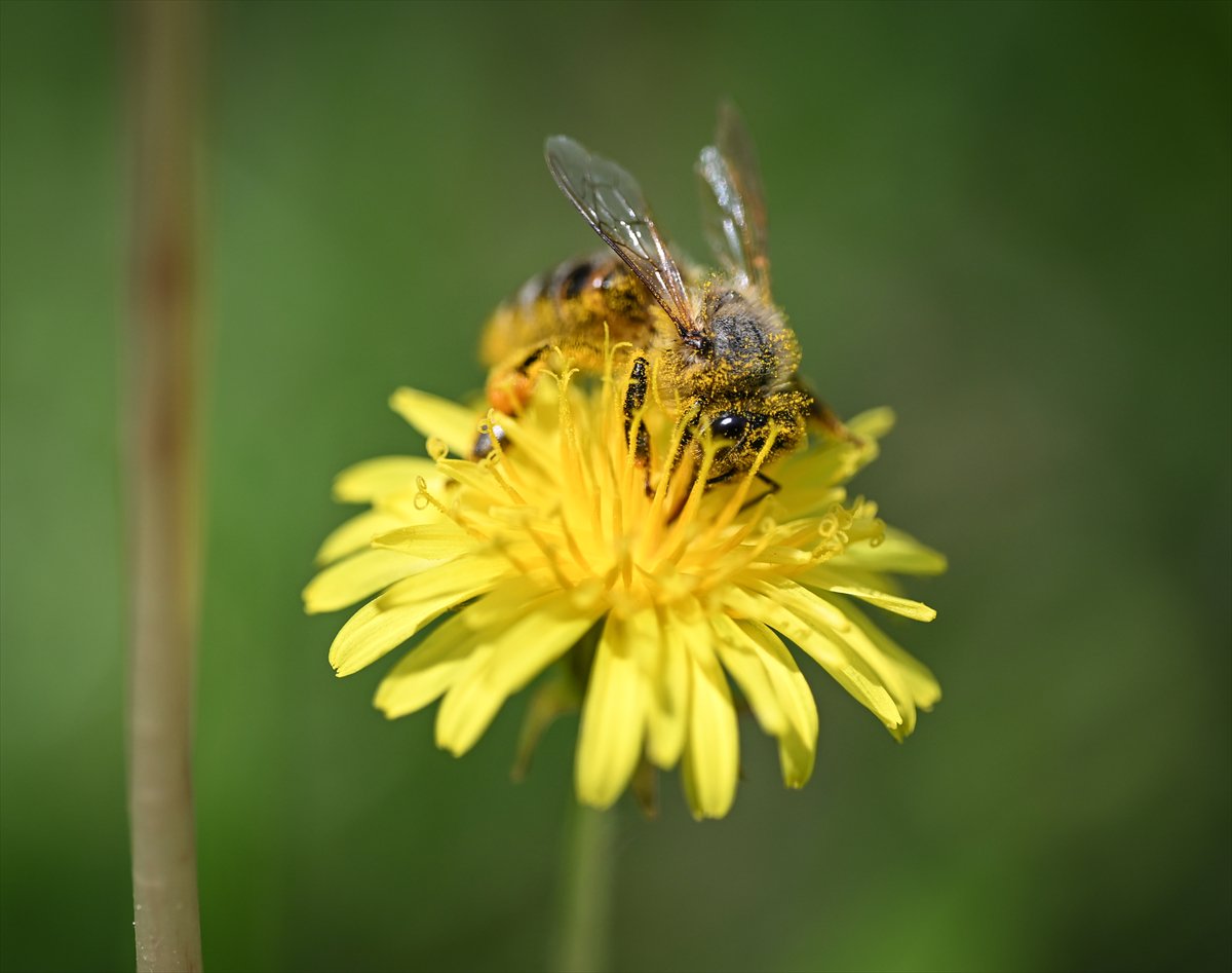 Arıların bahar mesaisi