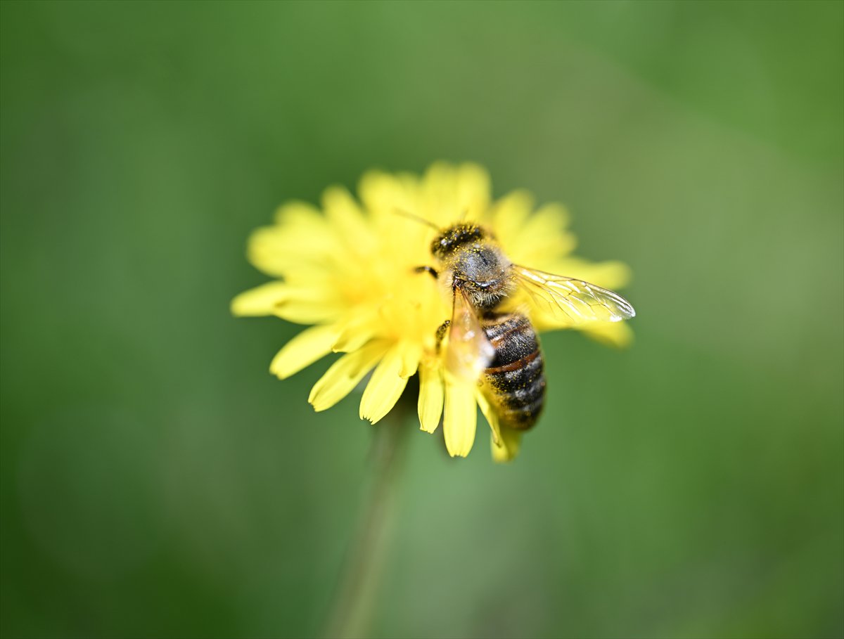 Arıların bahar mesaisi