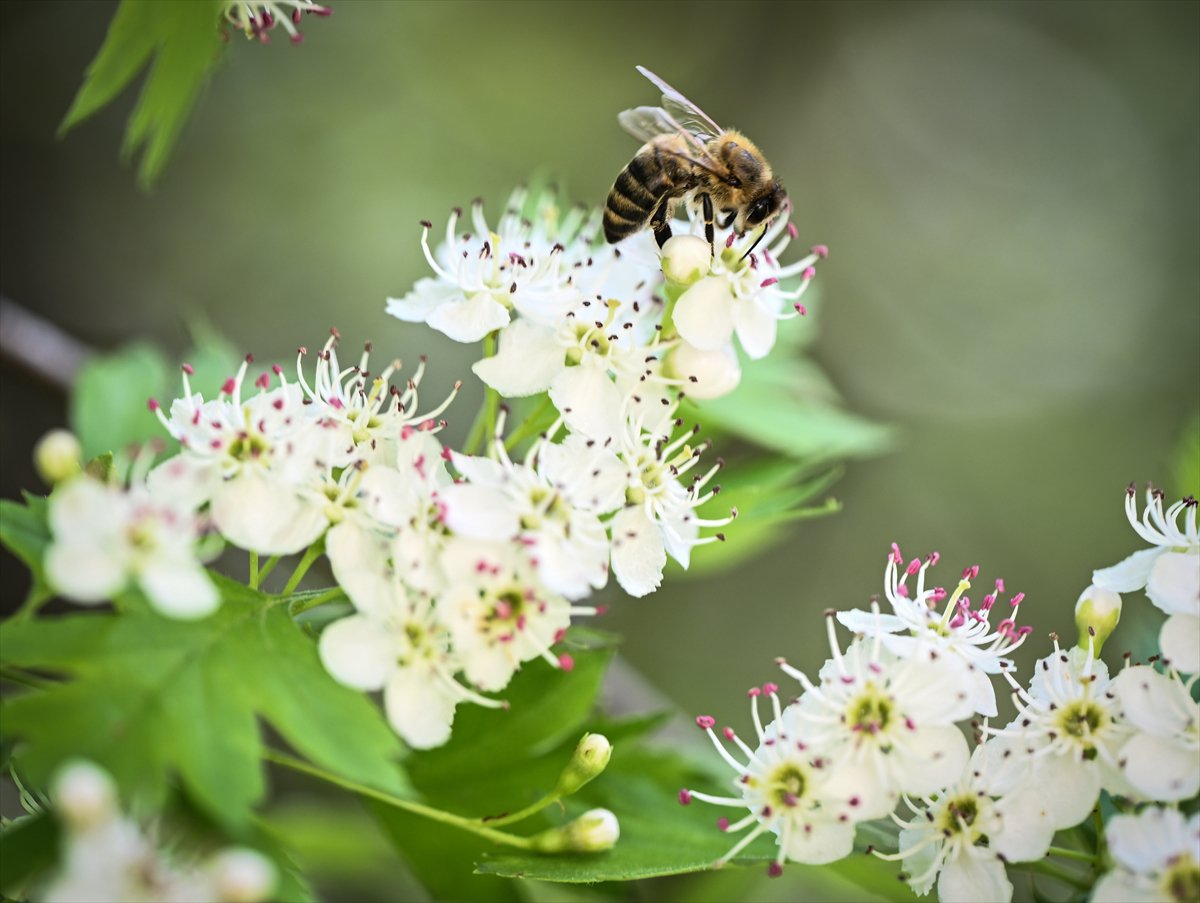 Arıların bahar mesaisi