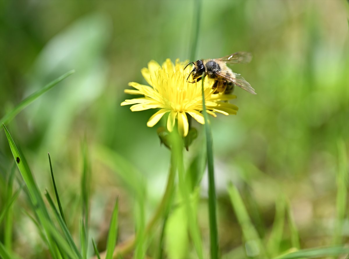 Arıların bahar mesaisi