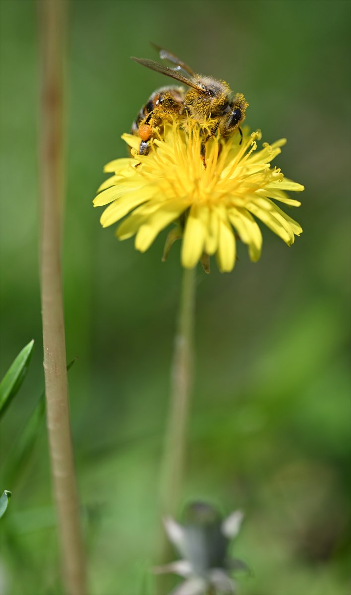 Arıların bahar mesaisi