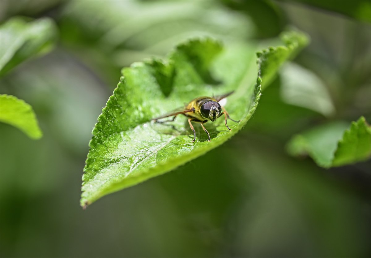 Arıların bahar mesaisi