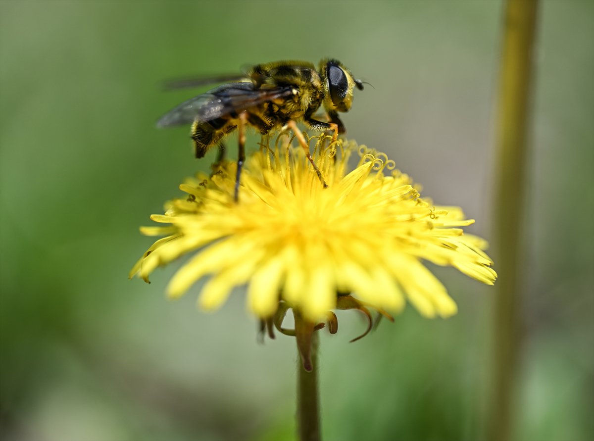 Arıların bahar mesaisi