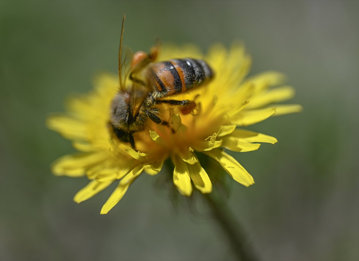 Arıların bahar mesaisi