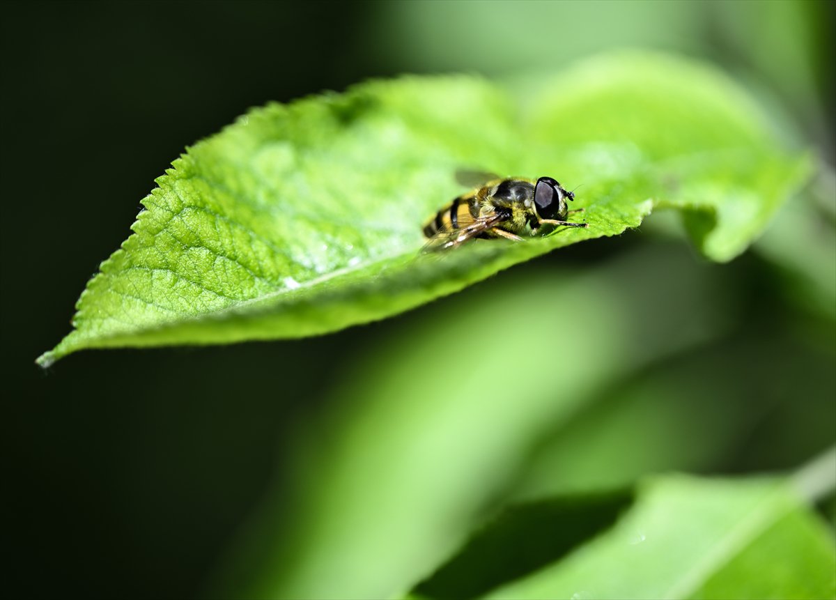 Arıların bahar mesaisi