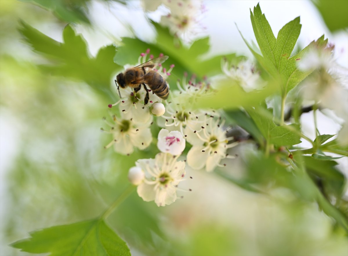Arıların bahar mesaisi