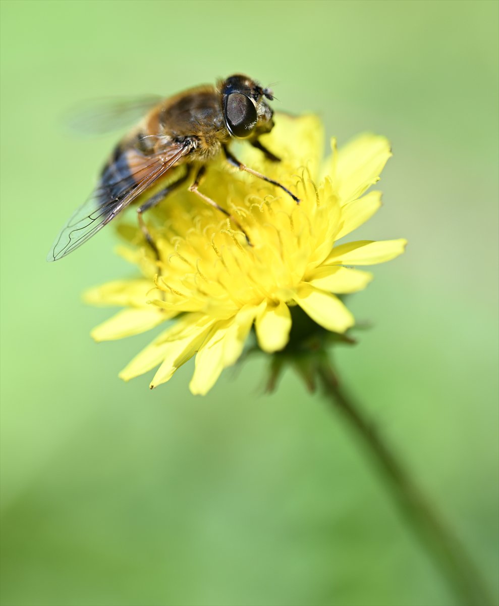 Arıların bahar mesaisi