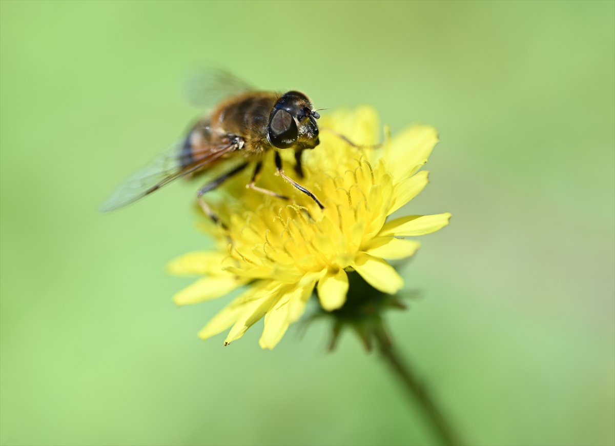 Arıların bahar mesaisi