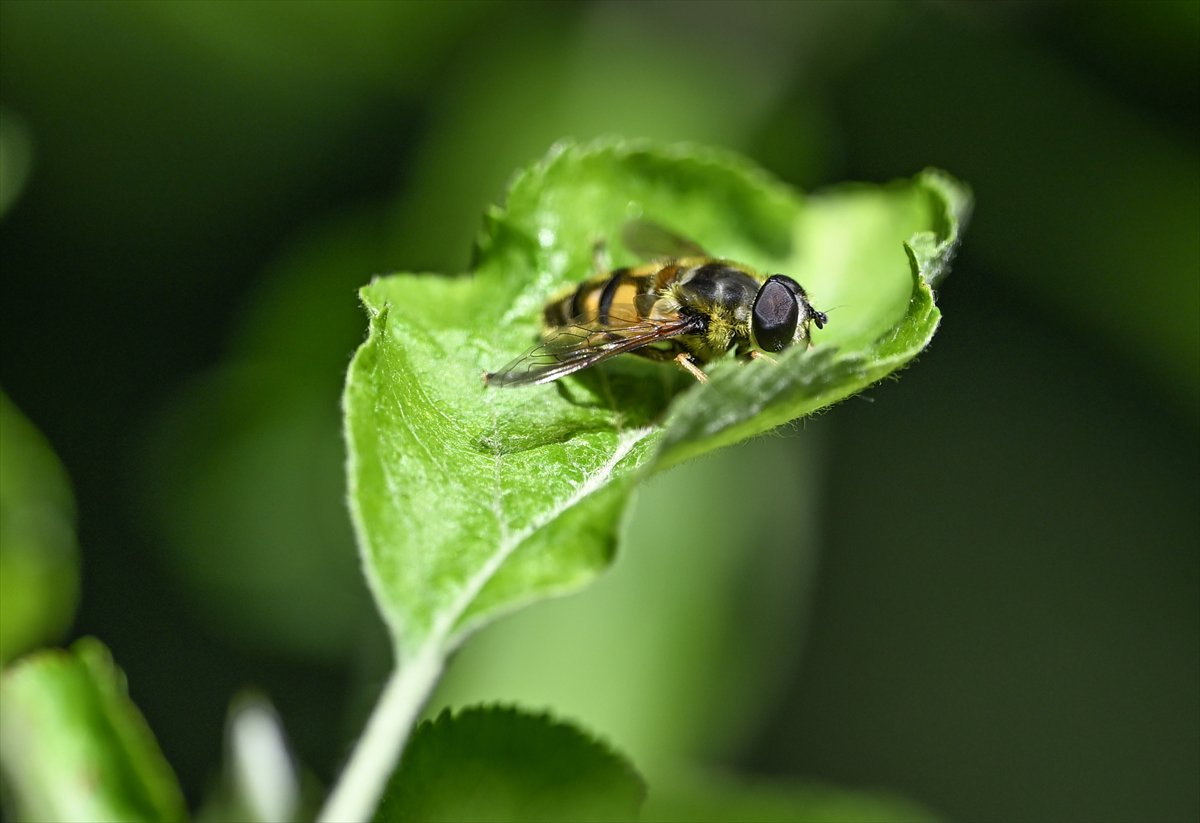 Arıların bahar mesaisi