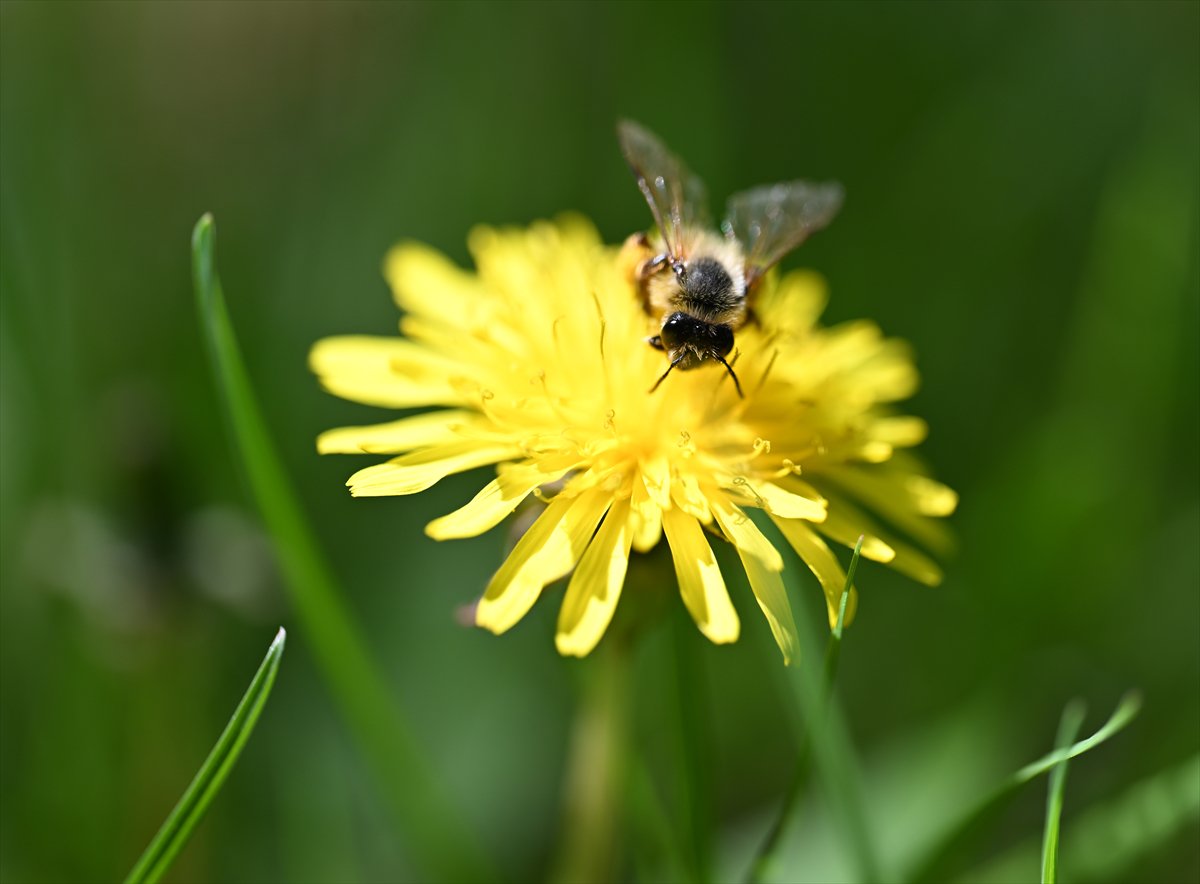 Arıların bahar mesaisi