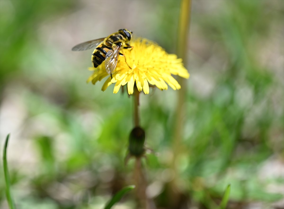 Arıların bahar mesaisi