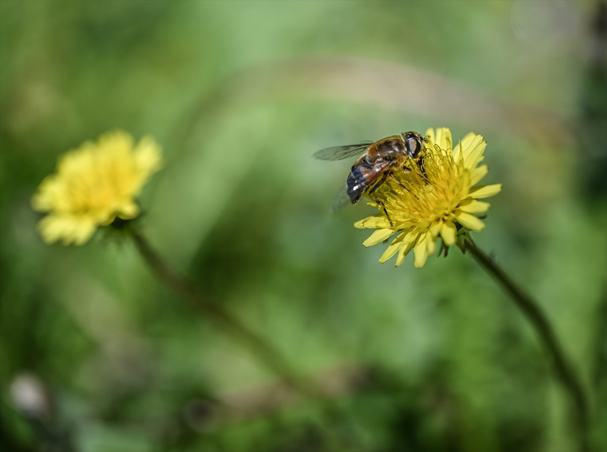 Arıların bahar mesaisi