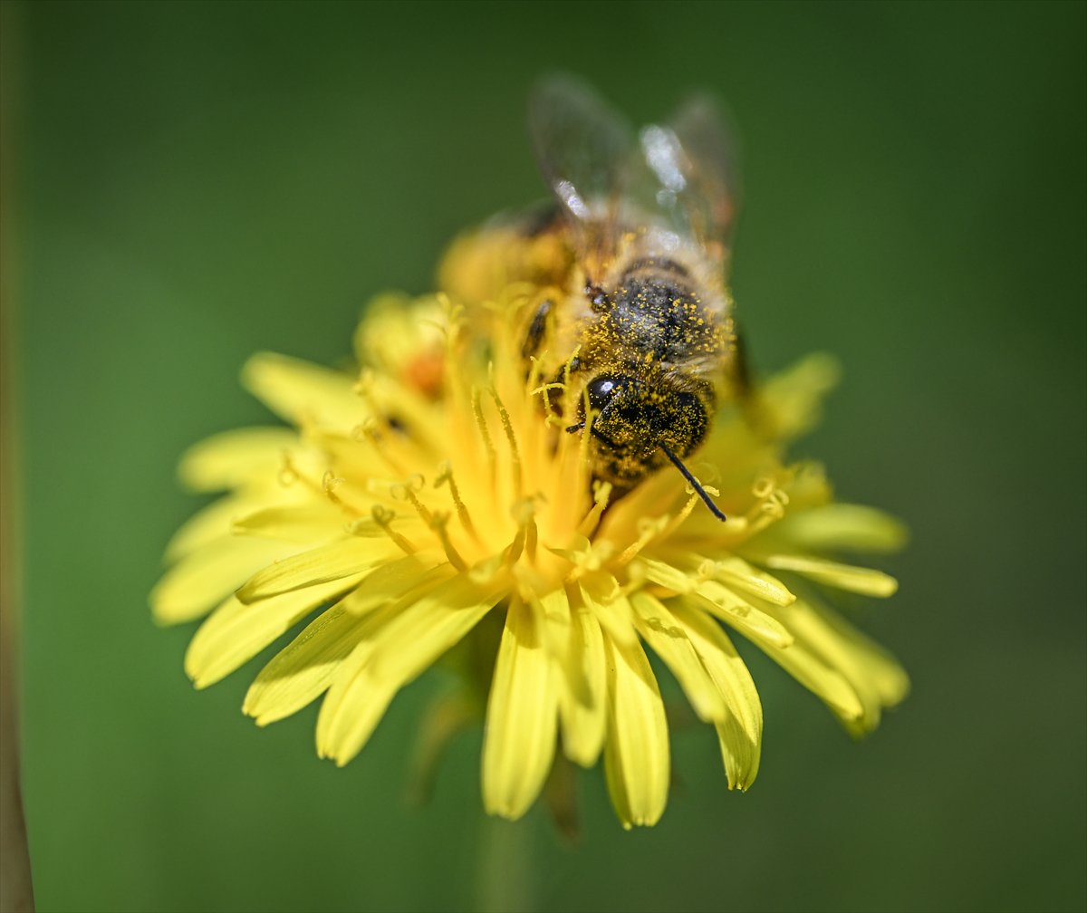 Arıların bahar mesaisi