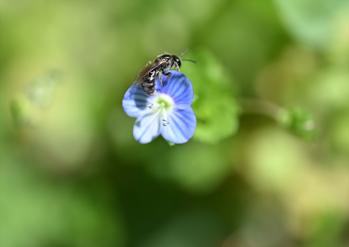 Arıların bahar mesaisi