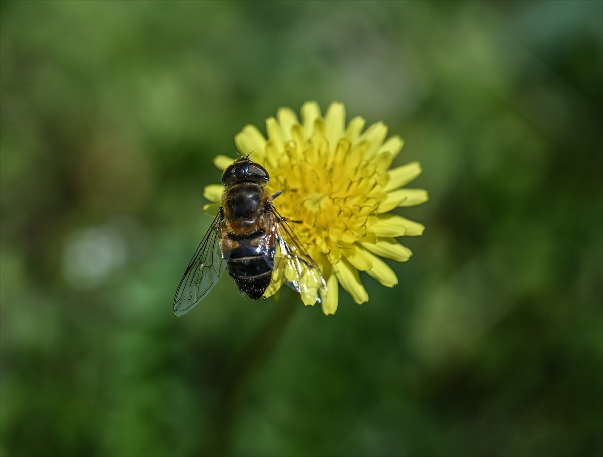 Arıların bahar mesaisi