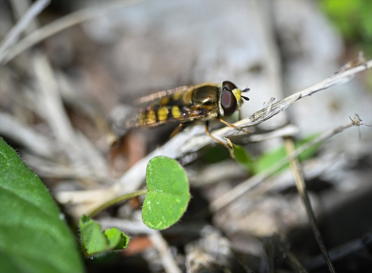 Arıların bahar mesaisi