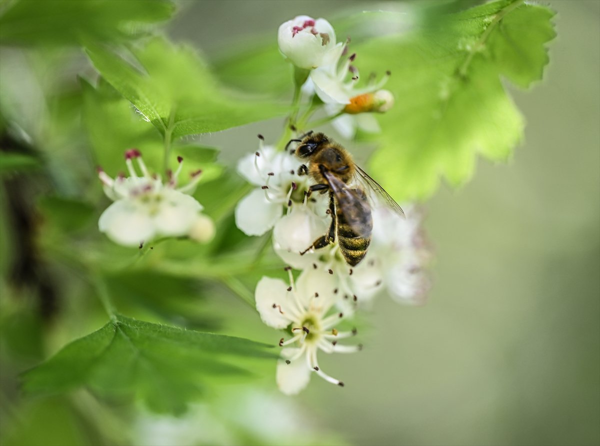 Arıların bahar mesaisi