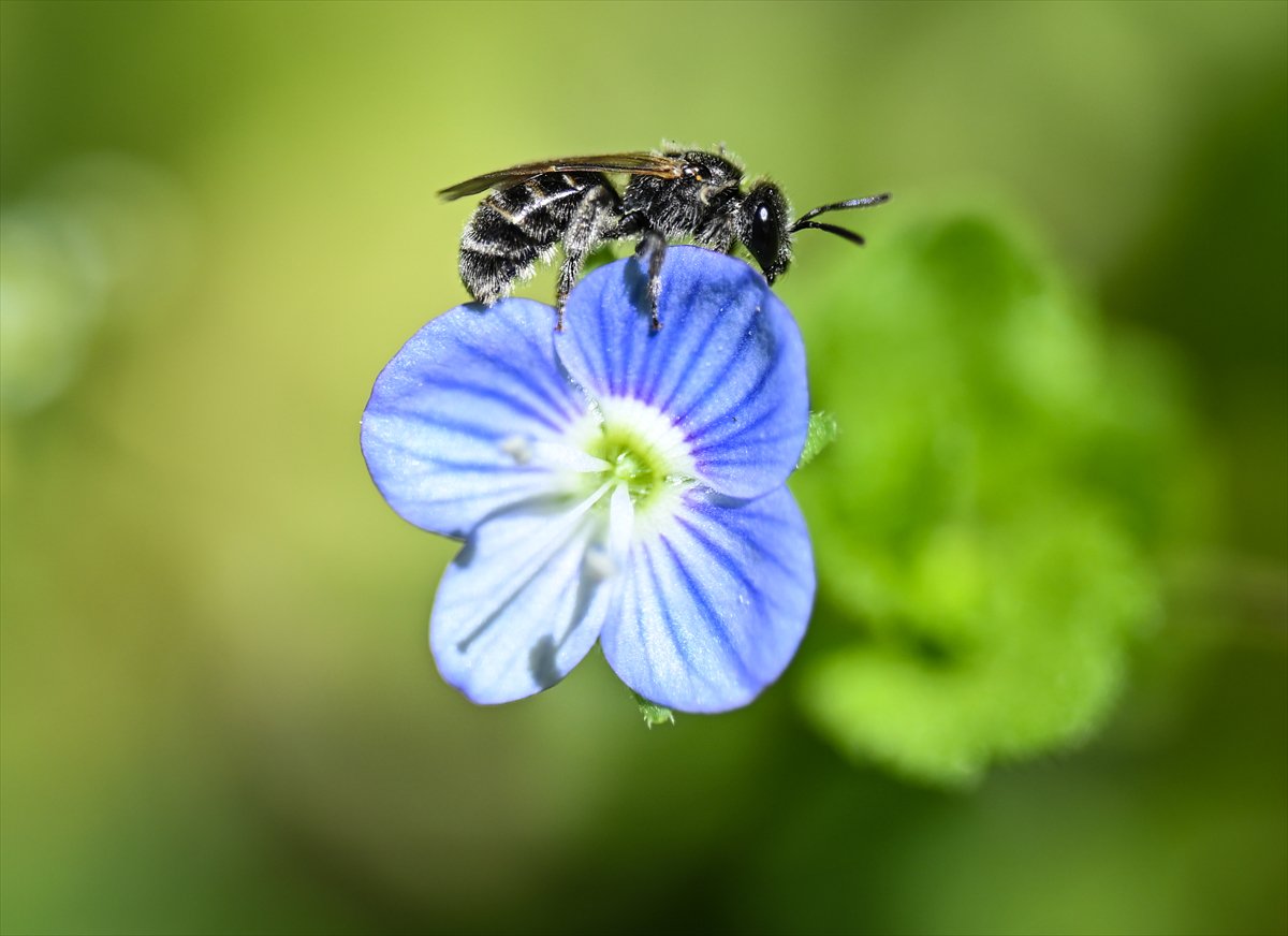 Arıların bahar mesaisi